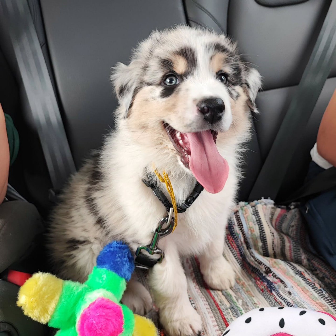 Reserved - Australian Shepherd Puppy